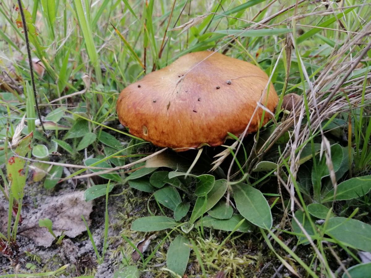 Agroturystyka Pod Dobrymi Skrzydlami Wiski المظهر الخارجي الصورة